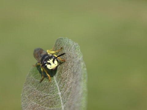 The European bee wolf (Philanthus triangulum), male resting on a willow leaf