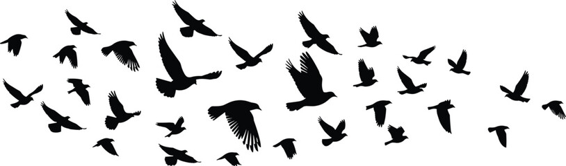 Obraz premium Detailed flying bird silhouettes with spread wings isolated on white background, dynamic wildlife illustration, freedom concept, minimal vector art