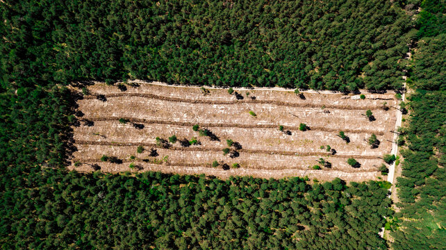 illegal cutting of forest, empty forest glade aerial photography with drone