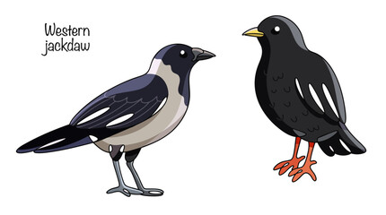Fototapeta premium Western jackdaw