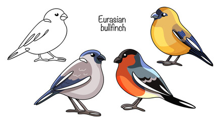 Eurasian bullfinch