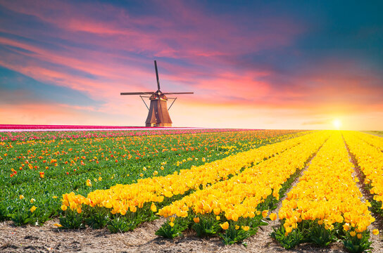 Landscape with tulips, traditional dutch windmills and houses near the canal in Zaanse Schans, Netherlands, Europe . High quality photo