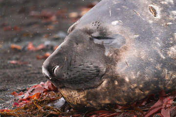 A Southern Elephant Seal resting peacefully with eyes closed on a bed of red seaweed along an Antarctic beach. A moment of quietude in the wild.