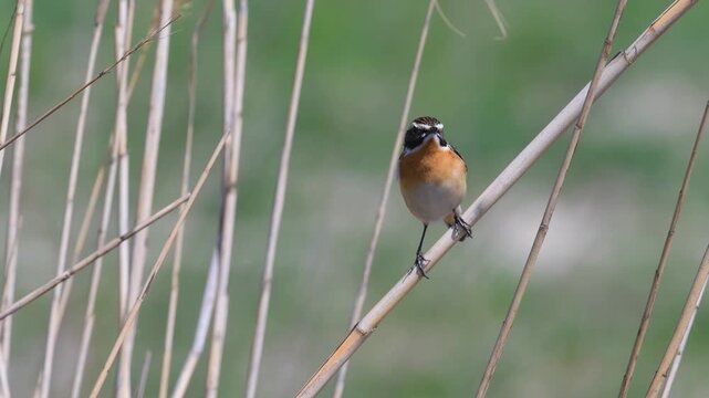 A male Whinchat (Saxicola rubetra) perched on a reed stalk, observing its surroundings.