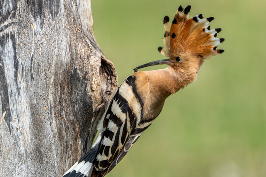hoopoe