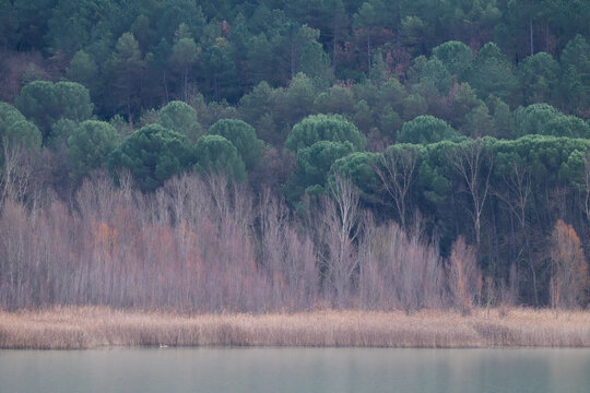 Chopos secos cerca de agua y pinos verdes en invierno pantano de terradets, Llimiana, Lerida
