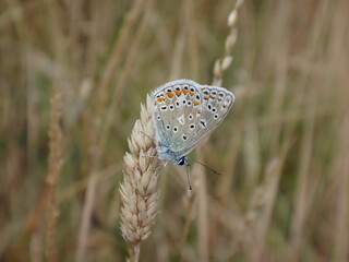 The common blue butterfly (Polyommatus icarus), male resting on a dry ear of grass © Distracted_by_Bugs
