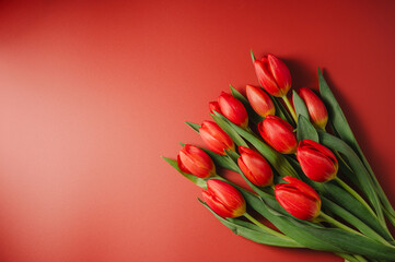 Spring flowers background. A bouquet of fresh red tulips and white ribbon over red background, top view