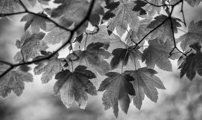 Green leaves in the park, close up