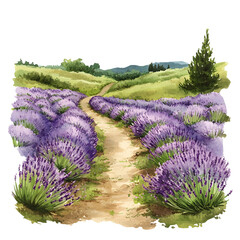lavender path through blooming purple fields