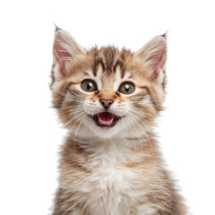 Obraz premium Cute Kitten Sitting Calmly on a Plain Background Making a Playful Expression While Looking at the Viewer