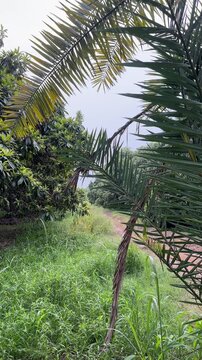 A pan shot through a vibrant tropical fruit orchard begins with a close-up of textured date palm fronds, then reveals a row of healthy, leafy mango trees along a dirt path framed by tall green grass.