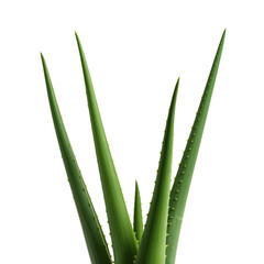 Obraz premium Close View of Aloe Vera Plants Green Leaves With Sharp Tips