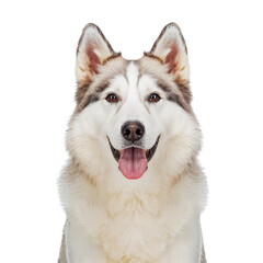 Obraz premium White Dog Looking at Camera With a Happy Expression in a Studio Setting