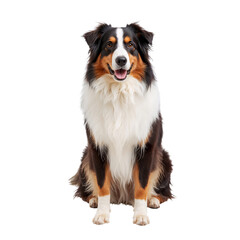 Happy Dog Sitting Calmly on a White Background in a Studio Setting During Daytime