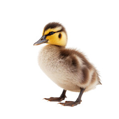 Obraz premium Cute Duckling Stands on a White Background During a Sunny Day in a Farmyard Setting