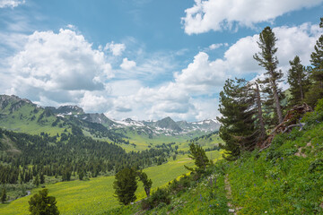 Vivid green landscape with forest hills and high rock tops and peaks with snow under lush clouds in blue sky. Alpine view from coniferous trees on hill to big sharp rocky mountains with sheer crags.