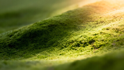 Close-up view of a lush green hillside illuminated by sunlight from a high vantage point