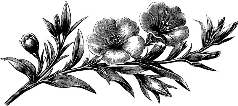 Vintage botanical illustration of flax seed capsules with hand-drawn sketch for retro design