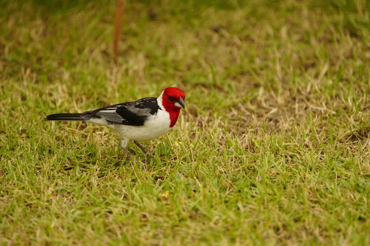The male red-skinned cardinal (Paroaria dominicana) is a bird species from the tanager family (Thraupidae). Fortaleza - Cear&aacute;, Brazil.
