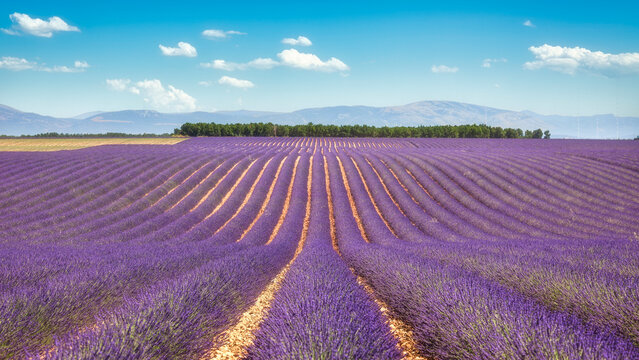 Lavender Fields in Bloom on Valensole Plateau, Provence