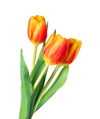 Bouquet of three tulips with drops close-up on a white background