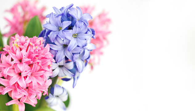 Pink and blue hyacinth flowers on white background with copy space
