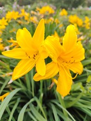Bright yellow Hemerocallis daylily flowers blooming in a summer garden bed with long green arching leaves.