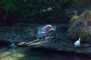 Roseate Spoonbill
