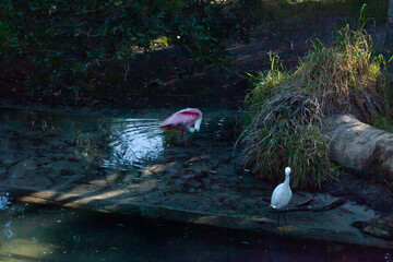 Roseate Spoonbill