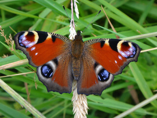 European peacock (Aglais io) butterfly sitting on a dry ear of grass © Distracted_by_Bugs