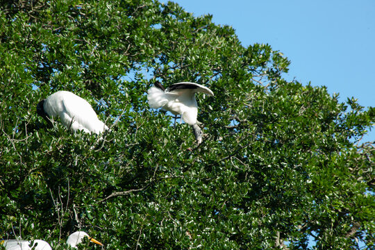 Great Heron in a tree