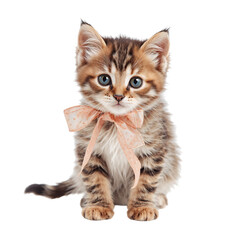 Cute Kitten With a Ribbon Sits Still in a Bright Setting During the Day