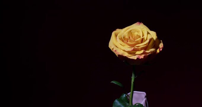 A slow-motion bloom of a tea rose captured in stunning detail. Each petal unfolds with graceful precision, revealing the quiet beauty of nature in motion. Perfect for poetic, musical, or meditative vi