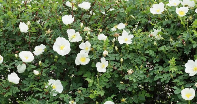 Rosa spinosissima or Rosa pimpinellifolia -  Bibernell-rose mit wei&szlig;en Bl&uuml;tenst&auml;nden and goldenen Staubbl&auml;ttern an dornigen Zweigen bedeckt mit roten bis purpurbraunen Bl&auml;ttern