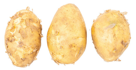 Fresh raw potatoes picked from the ground. Organic farming products.