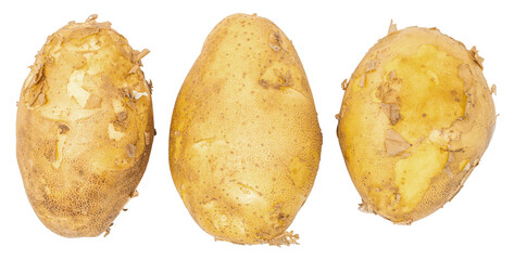 Fresh raw potatoes picked from the ground. Organic farming products.