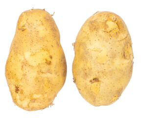 Fresh raw potatoes picked from the ground. Organic farming products.