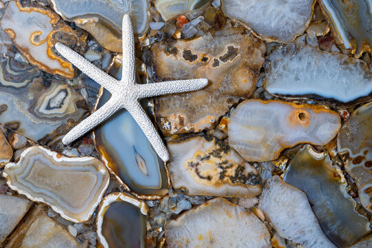 A starfish endoskeleton laying over a collection of polished agates