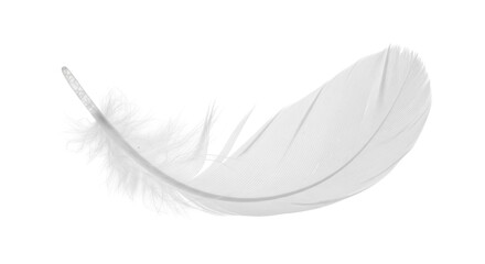 Delicate white feather isolated PNG on transparent background, soft plumage detail for design and ethereal projects © Sorin