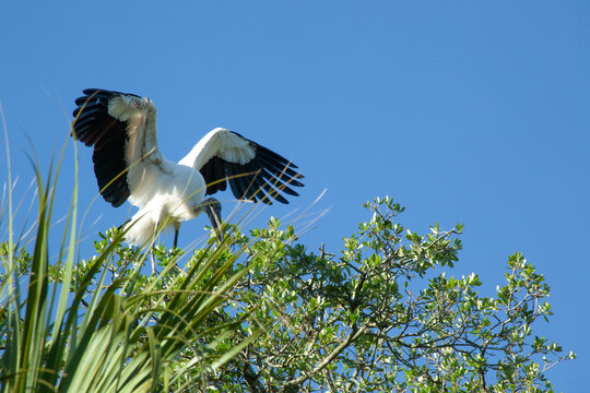 Wood Stork in a tree