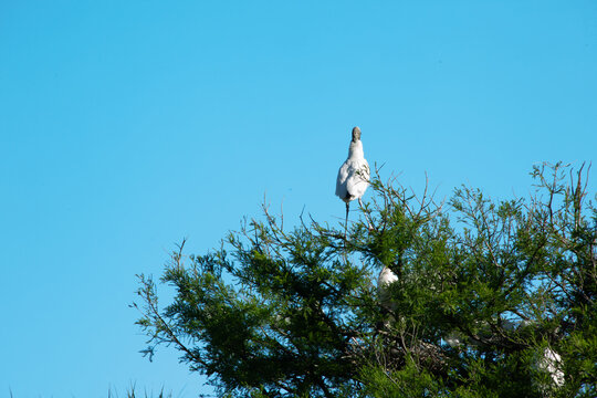 Wood Stork in a tree