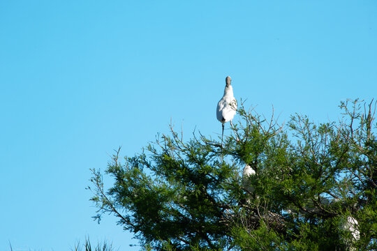 Wood Stork in a tree