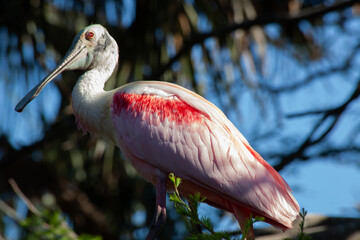 Roseate Spoonbill