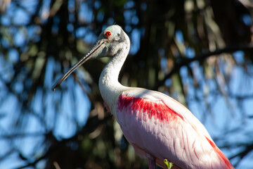 Roseate Spoonbill