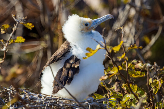 young frigate chick (Fregate minor) spreads wings
