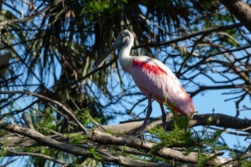 Roseate Spoonbill