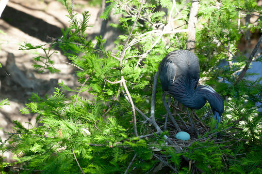 Try colored heron on her nest