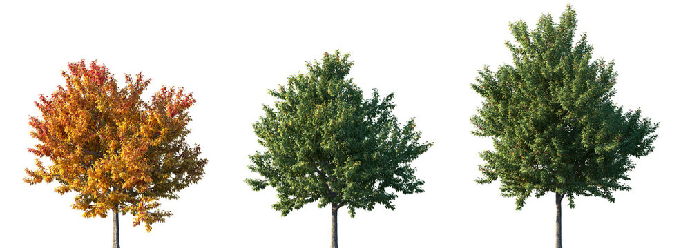 Set of summer and autumn Acer negundo (also known as the box elder, boxelder maple, Manitoba maple or ash-leaved maple) isolated png in sunny daylight on a transparent background perfectly cutout