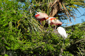 Roseate Spoonbill